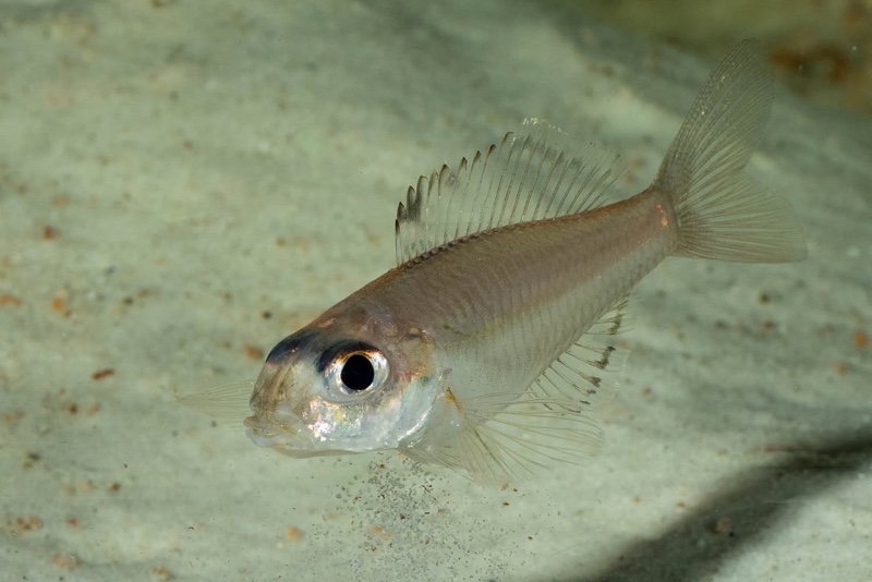 Trematocara marginatum 'Kigoma area'